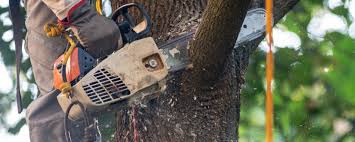 How Our Tree Care Process Works  in  Trinity, AL