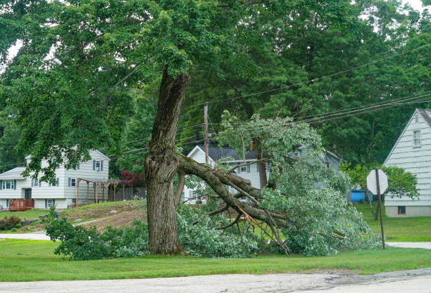 Best Root Management and Removal  in Trinity, AL