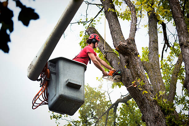Best Utility Line Clearance  in Trinity, AL